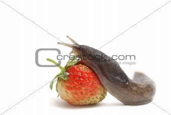 Slug-worm