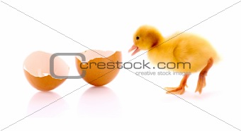 Duckling and broken egg isolated on white