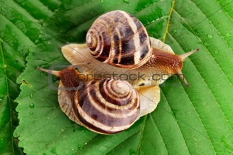 Two snails on leaf closeup