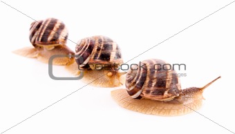 Three snails isolated on white