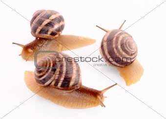 Three snails isolated on white
