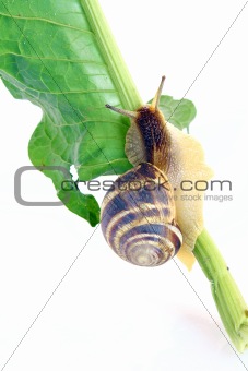 Snail on leaf over white background