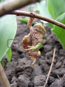 Prankish frog