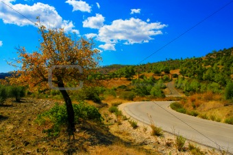 Lonely tree in the wild on the island of Rhodes. Greece