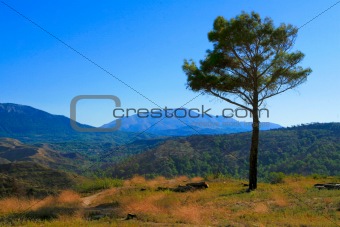 Tree and mountain landscape. Rhodes. Greece