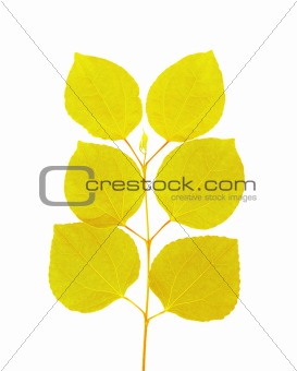 Branch with gold autumn leaves isolated on white