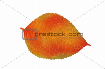beautiful colourful autumn leaf isolated on white background