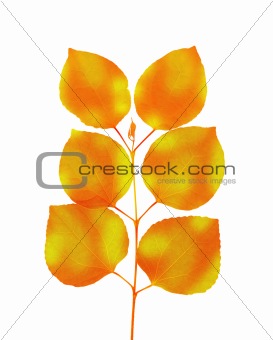 Branch with color autumn leaves isolated on white