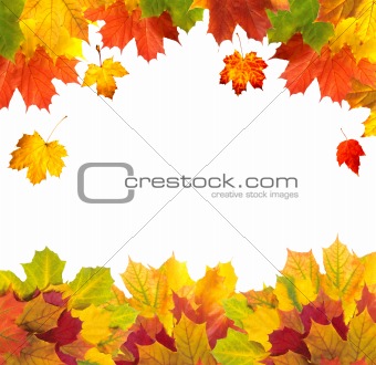 Autumn card of bright multicolor leaves