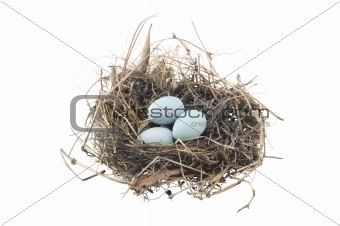 Group of blue eggs in bird nest isolated on white