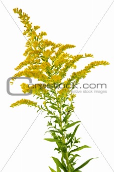 Goldenrod plant