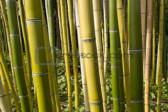 Bamboo Forest Perspective 2