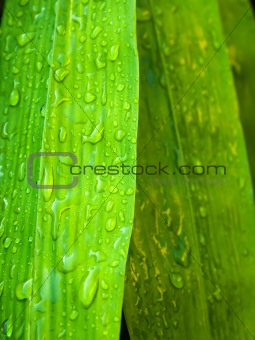 water drop on bamboo leaf