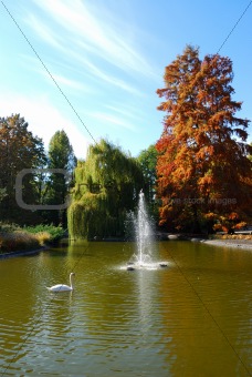 Swan on the lake