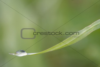 blade of grass with drop