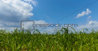 Green forage grass