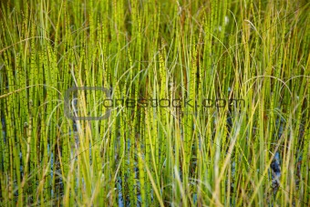 Marsh plants - Horsetail