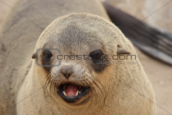  Brown Fur Seal