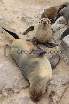Brown Fur Seals (Arctocephalus pusillus) on Cape Cross, Namibia, Africa