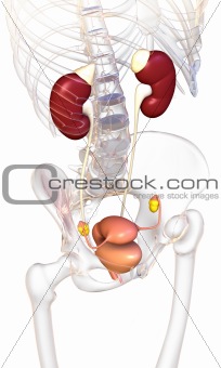 Female urogenital system with skeleton