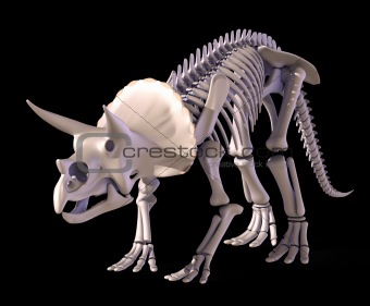 The skeleton of Triceratops.