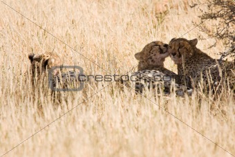 Cheetahs resting in the shadows after eating