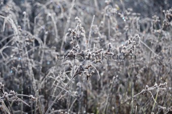 Frozen meadow grass