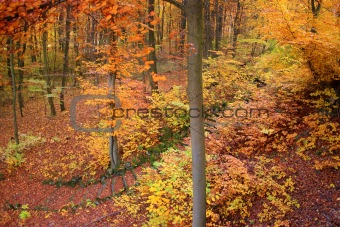 Autumnal trees at park Wilhelmshöhe in Kassel