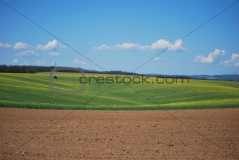 Oil-seed field in spring