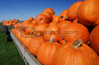 Pumpkin Carts