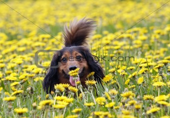 take a smell the dandelions