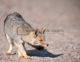 Patagonian  Grey Fox (Dusicyon culpaeus).