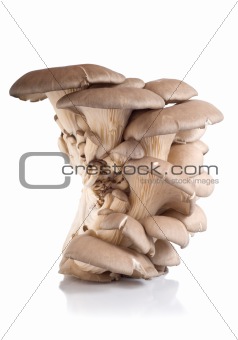 Oyster mushroom isolated