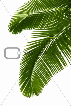 Green palm tree 