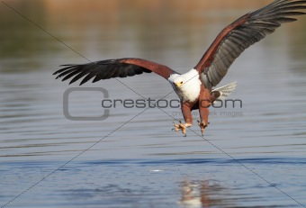 Fish Eagle hunting