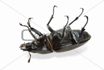 Dead beetle