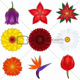 Collection of popular and exotic flowers - vector illustration.