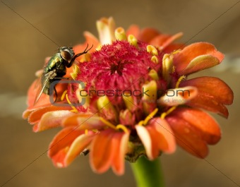 hover fly on orange flower 