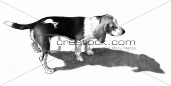Pencil Drawing of a Beagle Puppy Dog