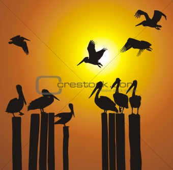 Silhouettes pelicans and sunset