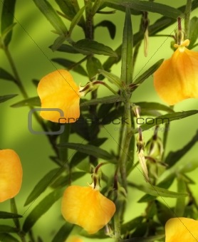 Australian wildflower Hybanthus stellarioides orange Spade Flowers