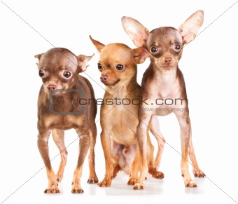 Three Russian toy terrier