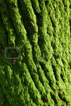 The green moss