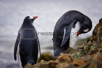 penguins on the rocks 