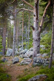 Northern coniferous wood on stony slope of mountain