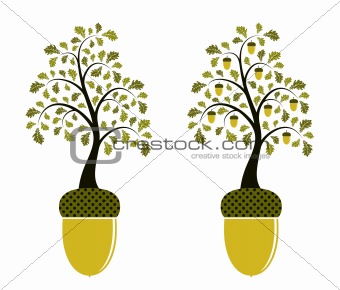 two versions of oak growing from acorn