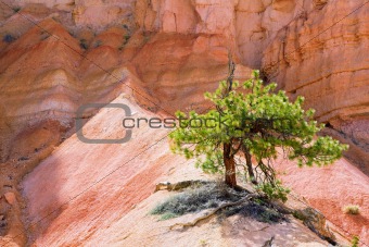 Lone Tree in Bryce Canyon