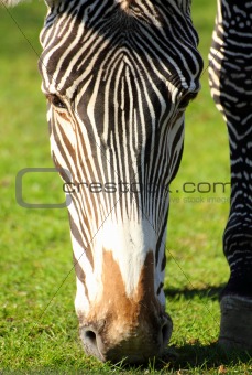 head of grazing zebra