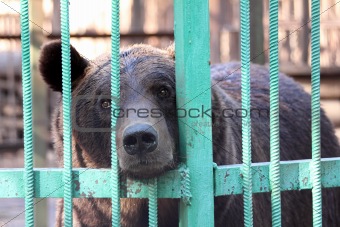 bear closed in zoo cage