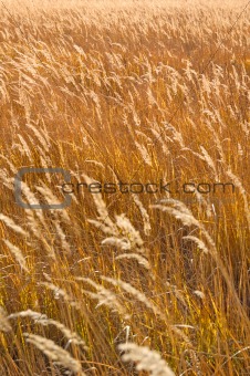 Autumn field grass